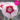 Dianthus Alpin Garden Blusching Star