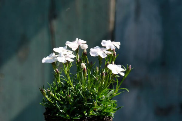 Il fiore bianco avorio del dianthus alpinus albus che risulta una selezione della specie.