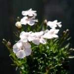 importante fioritura del dianthus alpinus albus