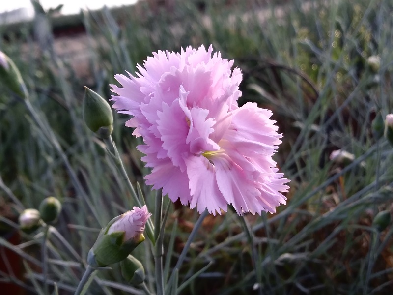 il dianthus Pike's Pink è inserito nella lisata delle varietà di garofani antichi o varietà nostalgiche detti anche garofanini della nonna