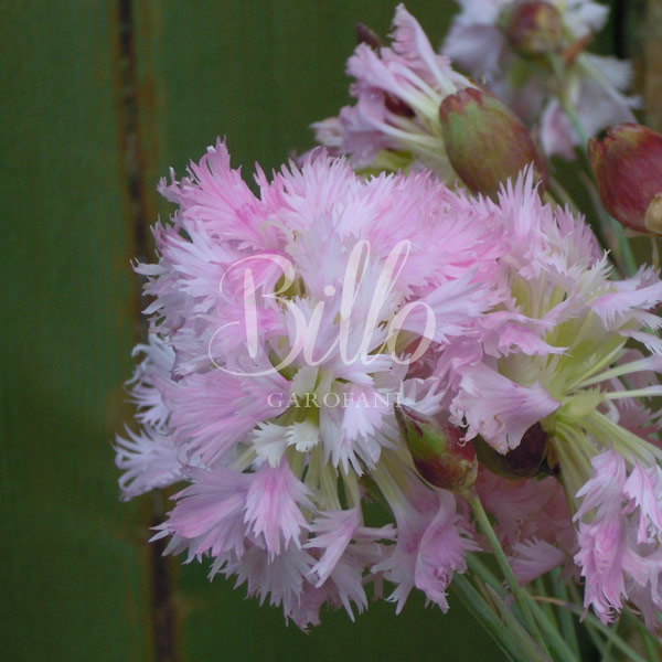 il dianthus plumarius altrosa è inserito nella lisata delle varietà di garofani antichi o varietà nostalgiche detti anche garofanini della nonna