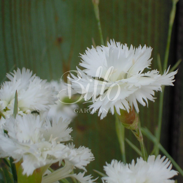 il dianthus plumarius Maischnee è inserito nella lisata delle varietà di garofani antichi o varietà nostalgiche detti anche garofanini della nonna