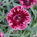 il dianthus diantica bordeaux è un recentissimo ibrido selezionato dall'azienda tedesca selecta_one. E' un garofano da giardino molto rustico perenne dal colore viola molto interessante.