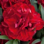 Dianthus valentine è un garofano rosso dal particolare effetto vellutato, ottimo da inserire nella lista dei fiori per gli innamorati.
