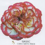 Garofano Standard Carnation DGD Supersic è un garofano a fiore grosso classico dal colore molto importante, Bianco avorio con merlatura rosso amarena