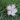 Dianthus Plumarius Subsp. Regis Stephani (Rapaics) Baksay Floricoltura Billo Garofani Selvatici