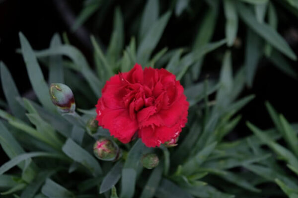 Il dianthus rebekah è un bel garofanino perenne rosso scuro adatto a bordura e vasie