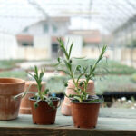formato di vendita shop online piante di garofano