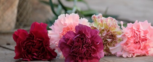 Quanto costa un garofano a fiore reciso? Grazie alla nuova selezione di colore questo fiore risulta un fiore che segna i trend di mercato
