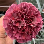 dianthus standard carnation garofano a fiore grosso da taglio color rame