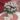 02394 Dianthus Cremarena Mood1