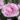Dianthus SuperTrouper Grace 02188 (1)