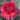 Dianthus Carnation Standard 17st399 Clavela Negeljni Garoafe Karanfili Nelken Oeillets (5)