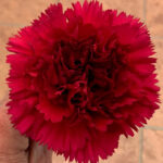 Dianthus carnation standard Cornell clavela negeljni garoafe karanfili nelken oeillets. Colore intenso e ottima qualità del fiore