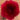 Dianthus Carnation Standard Cornell Clavela Negeljni Garoafe Karanfili Nelken Oeillets (10)