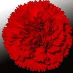 Dianthus carnation standard Marte clavela negeljni garoafe karanfili nelken oeillets. Un bel garofano rosso che Riprende il nome di una varietà di garofano molto famosa negli anni '50