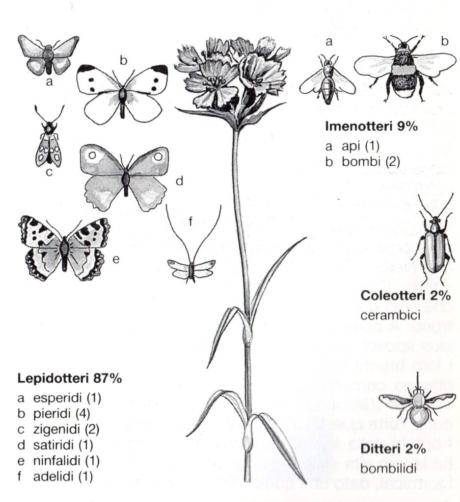 in questa immagine si descrive il popolamento di insetti su di un Dianthus carthusianorum detto garofano dei certosini.