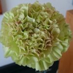 Dianthus carnation verde.Nome esenplificativo del colore verde striato del fiore