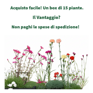 Pacco Convenienza